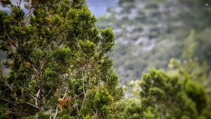 Texas Hill Country