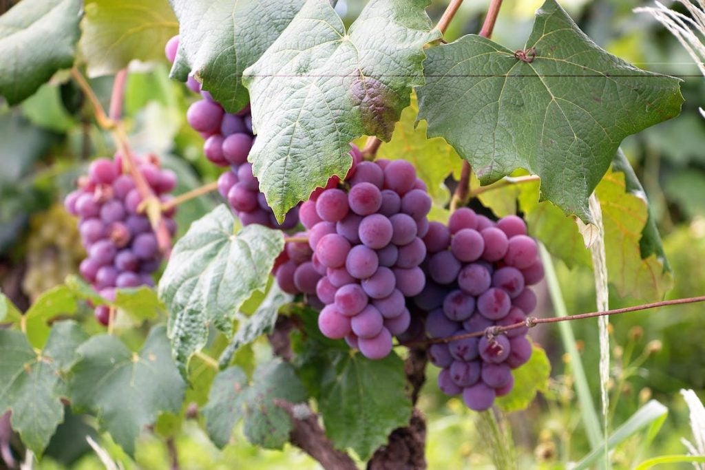 wineries near fredericksburg texas 
