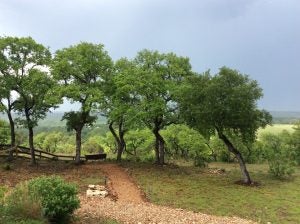 Spring in the Texas Hill Country