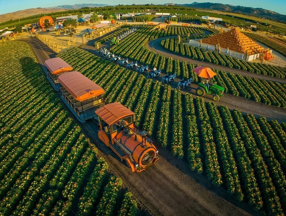 Spina Farms Pumpkin Patch (Morgan Hill)