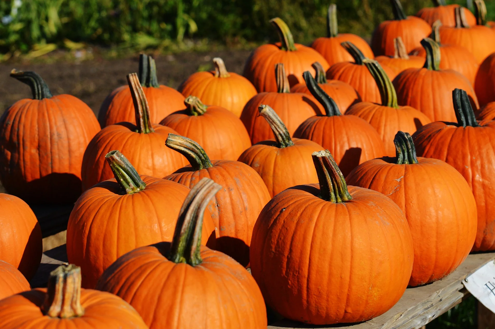 Mr. Jack O’Lanterns Pumpkin Patch