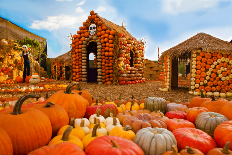 Mr. Jack O’Lanterns Pumpkin Patch