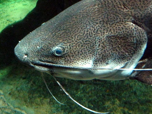 Close up picture of a cat fish in a pond