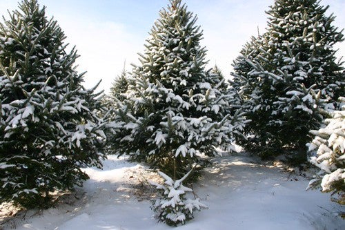 Christmas tree farm 
