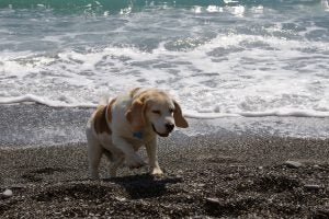 priceless pets foundation california