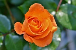 4 summer activities near santa clara, ca