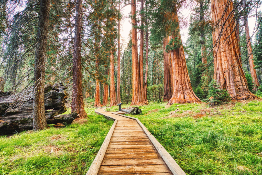 Big Basin Redwoods State Park for Subaru Easter Adventures in the Bay Area