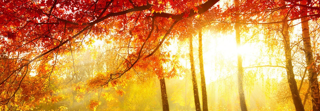 Fall leaves on trees