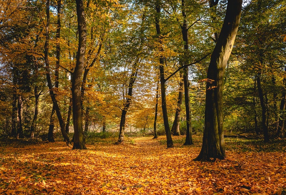 Falling Leaves in Forest During Autumn