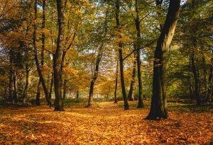 Falling Leaves in Forest During Autumn