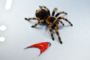 Spider on a Spider
