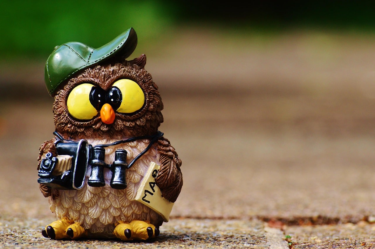 Free Owl Photographer photo and picture