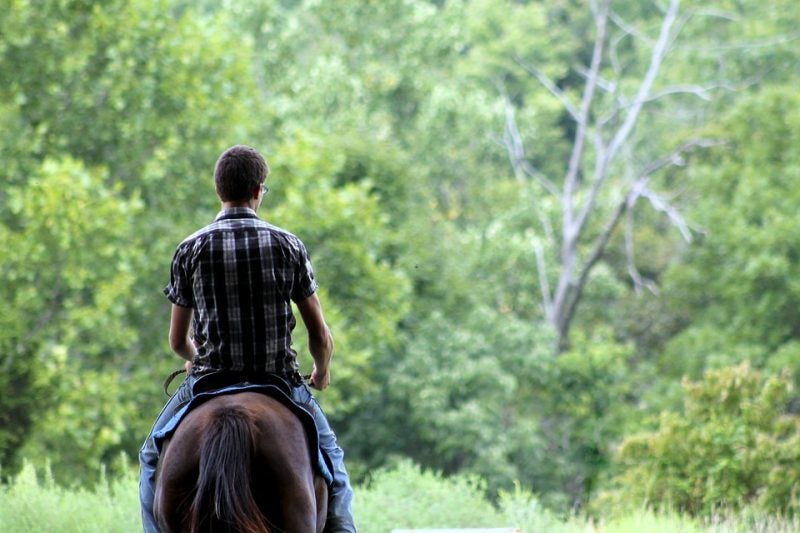 horse-837220_960_720
