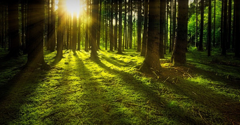forest