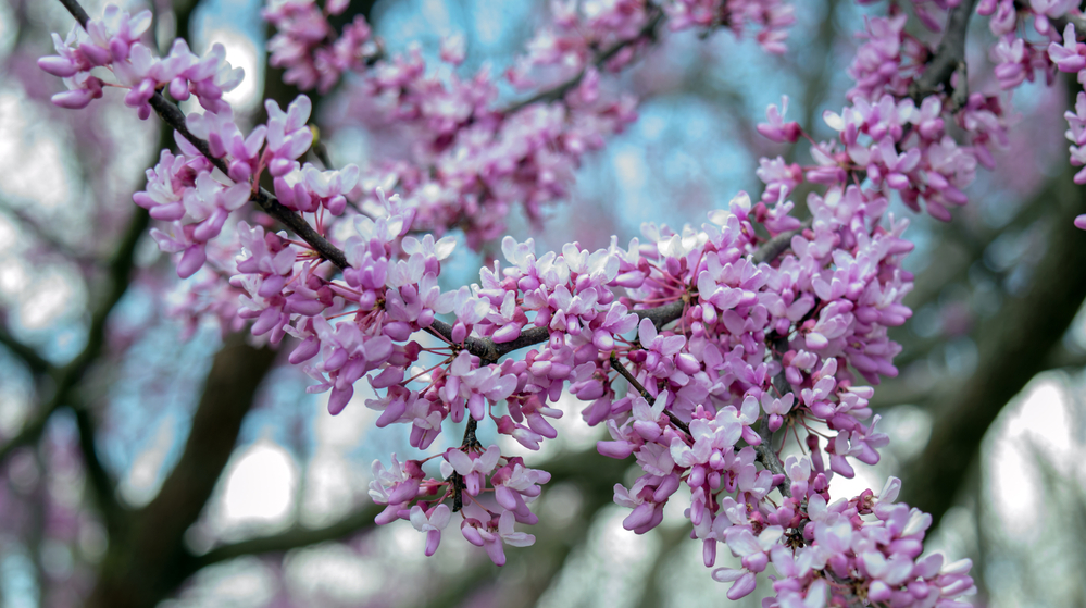 blog4-Top_6_Must-See_Local_Attractions_in_and_Around_Fayetteville_637588342521384385