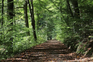 Fayetteville_Hiking