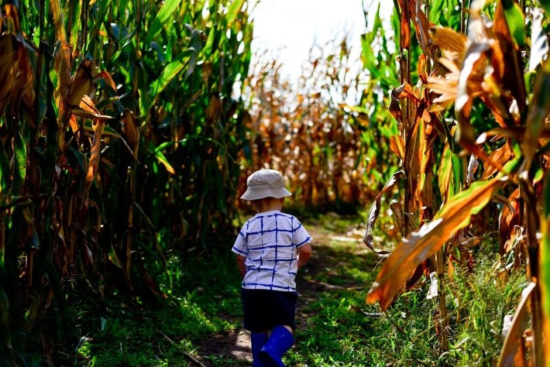 cornfield-3599229_960_720