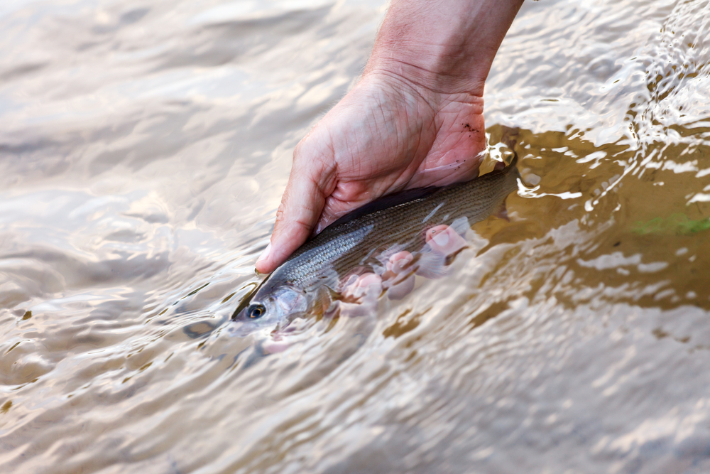 blog1-6_Great_Fishing_Spots_in_and_Around_Fayetteville_637457144445625017