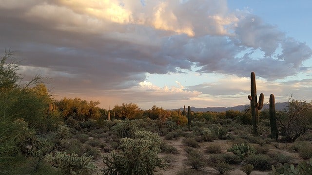 Tucson Desert Landscape