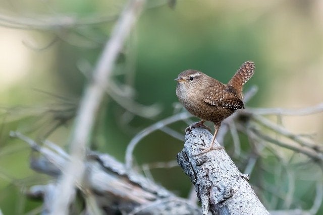 Birdwatching | Jim Click Hyundai Eastside