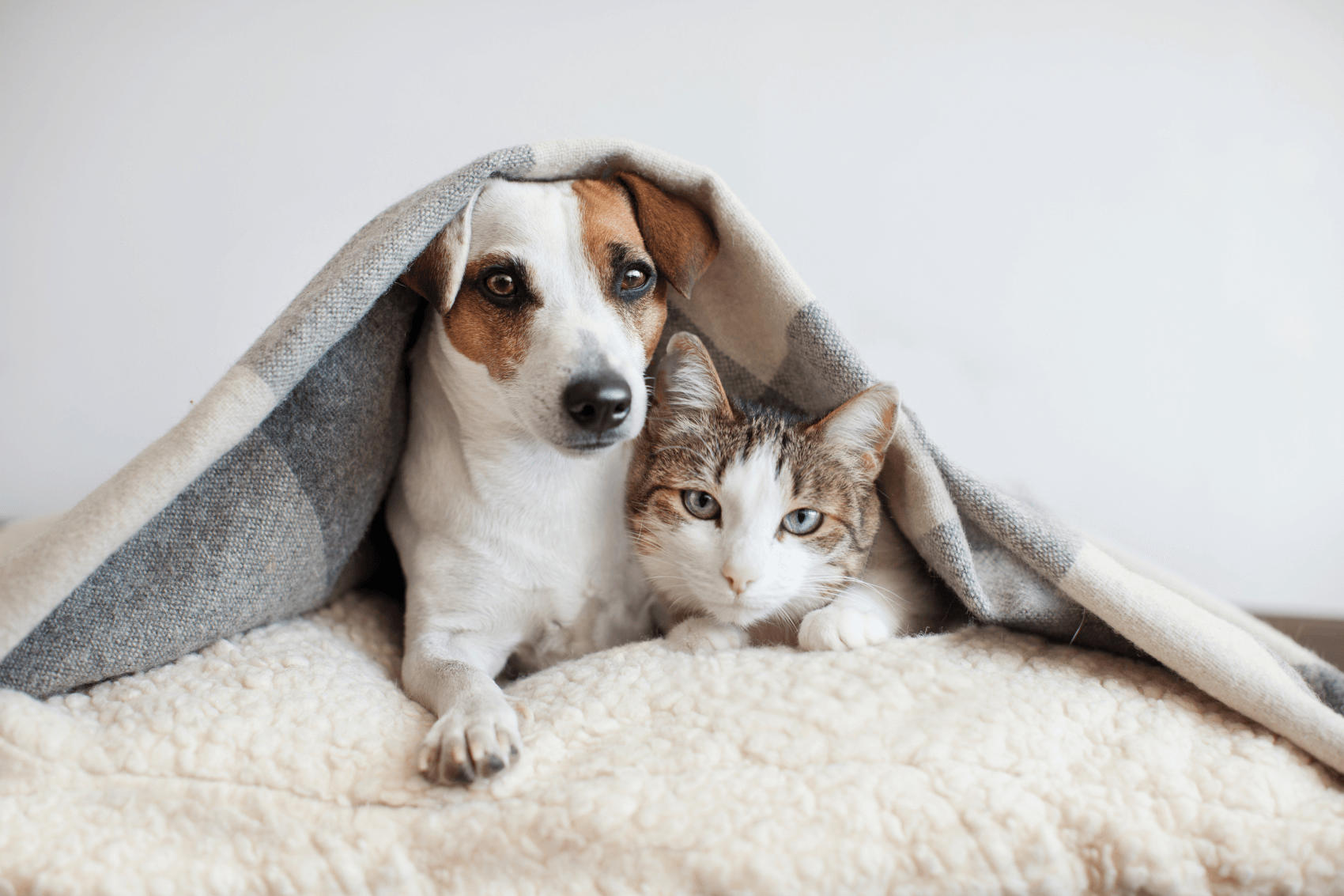 More Than Just Adoption Humane Pennsylvania Dog and Cat