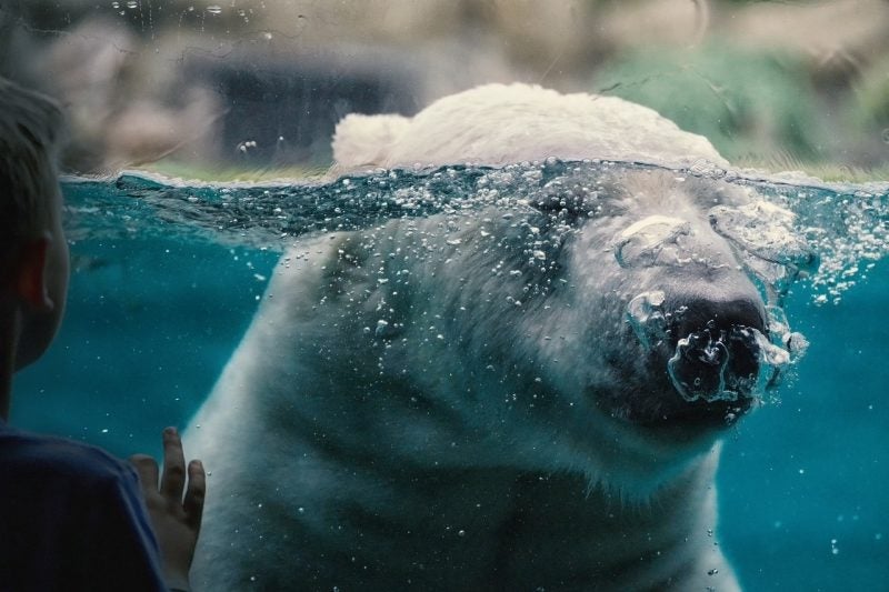 polar-bear-6951677_1280