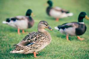 ducks