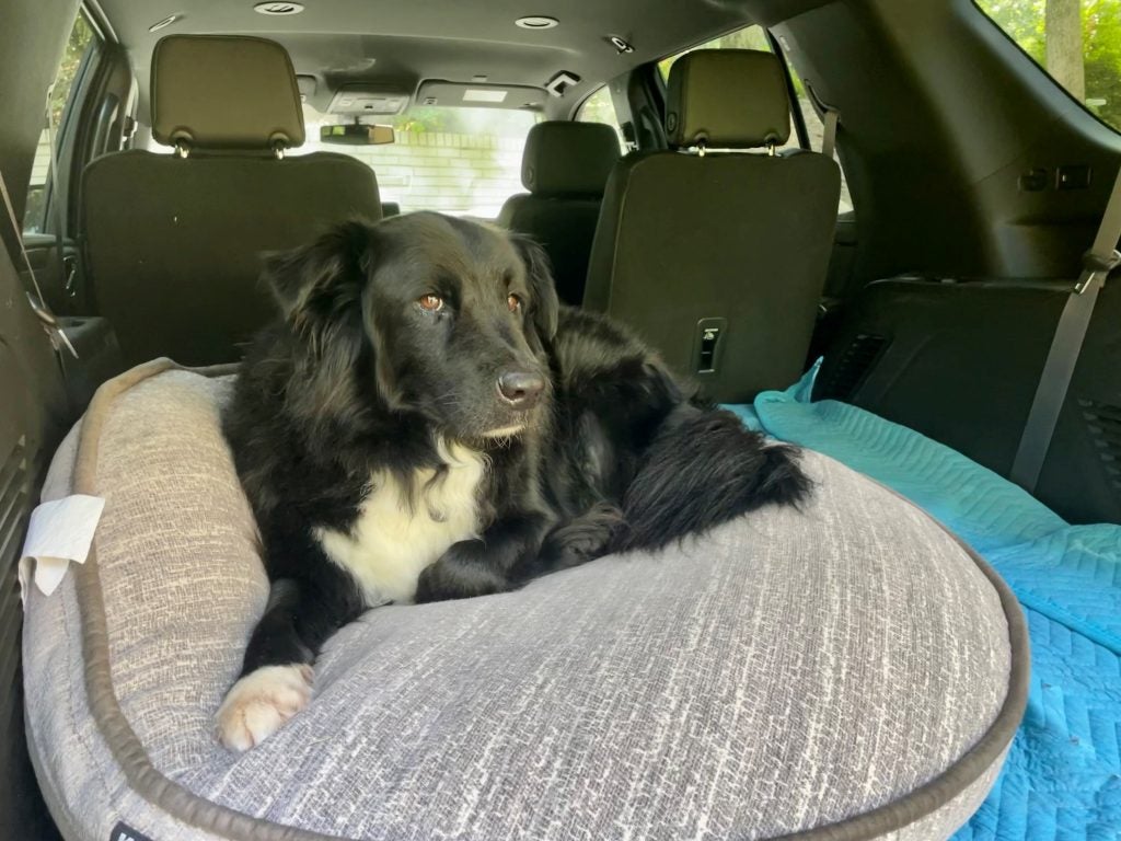 Ajax the dog in a Tahoe Z71