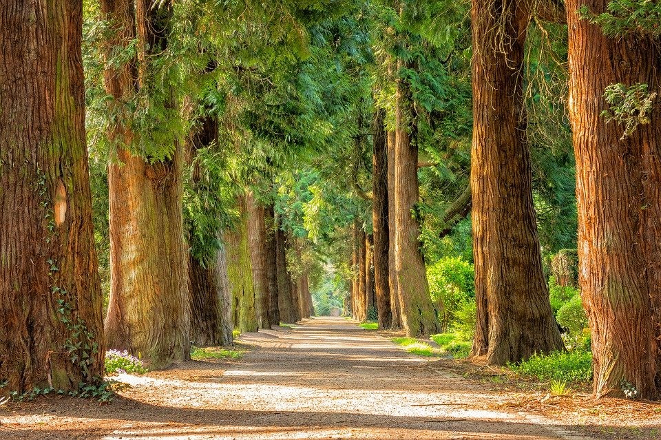 Trees lining both sides of a trail in a park. | State parks near Jacksonville, AR.