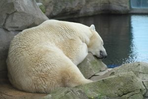 An Icebear resting on a rock in the zoo. | Fun activities around Sherwood, AR.