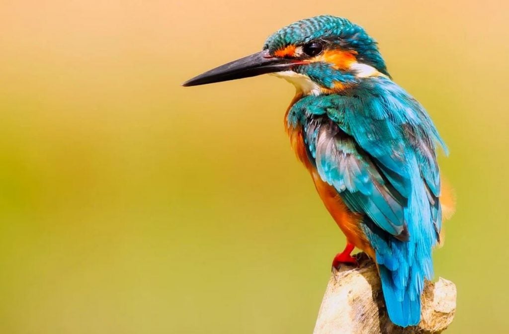 A colorful Kingfisher bird perched on a branch. | Birdwatching near Conway, AR.