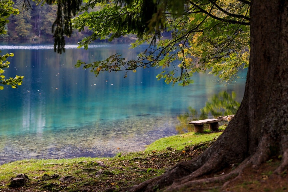 A view of a park with a tree up close and a lake in the background. | Places to visit around Conway, AR.