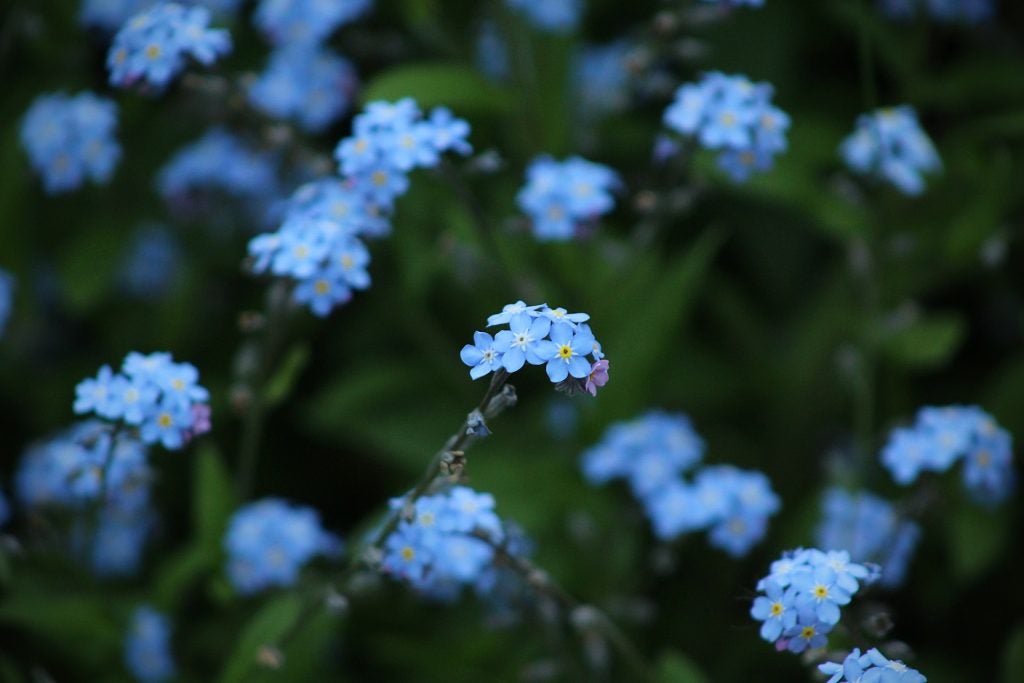 Hiking trails near Front Royal - Periwinkle