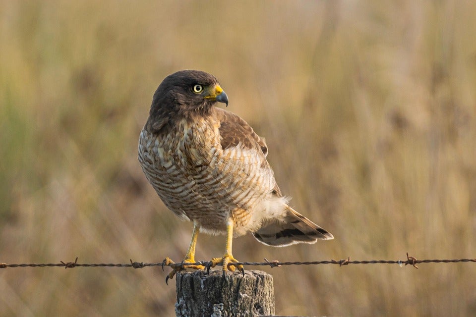 Pack the Car and Explore Nature! Birdwatching in Central Texas