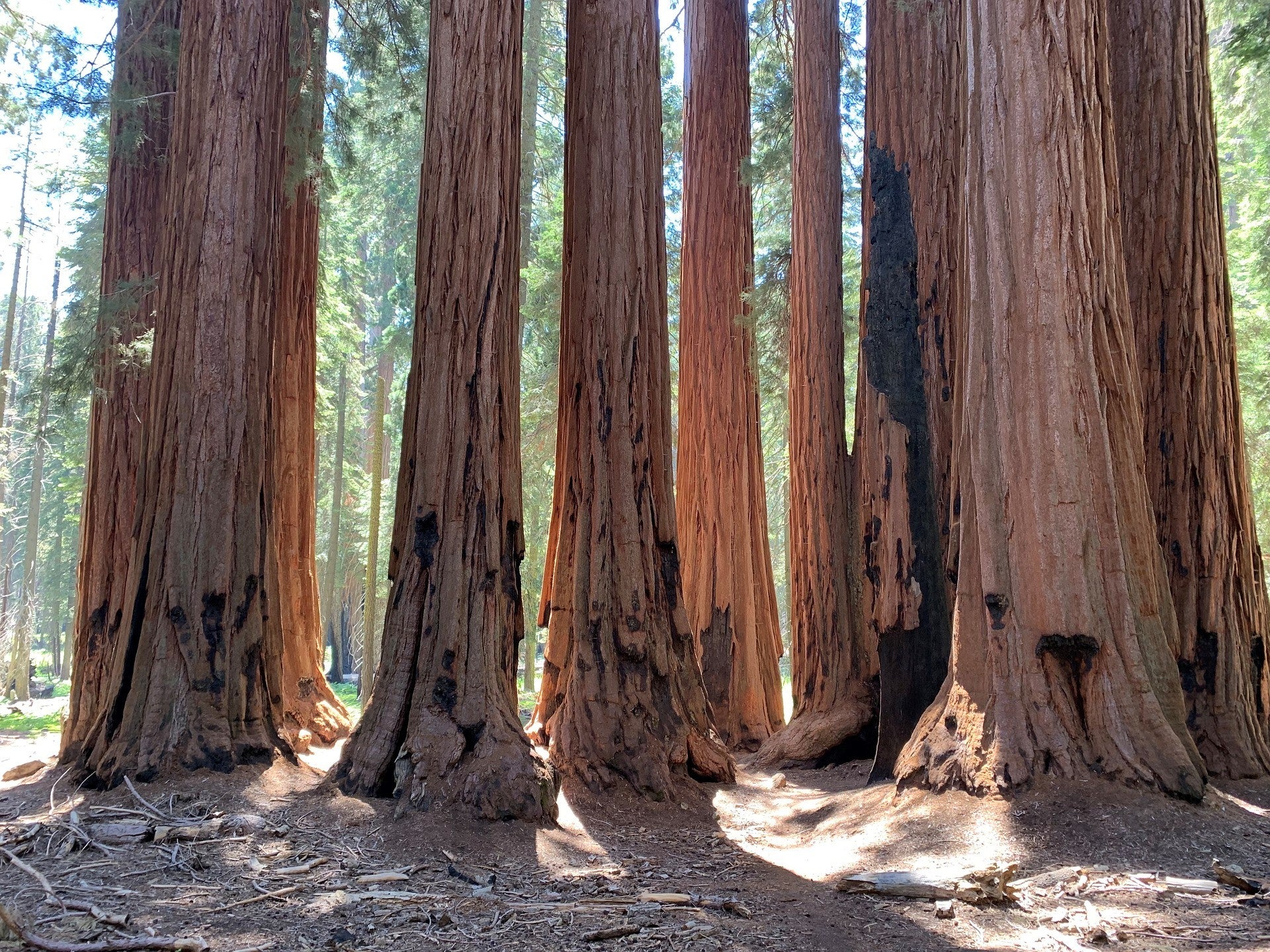 sequoia-5978487_1920