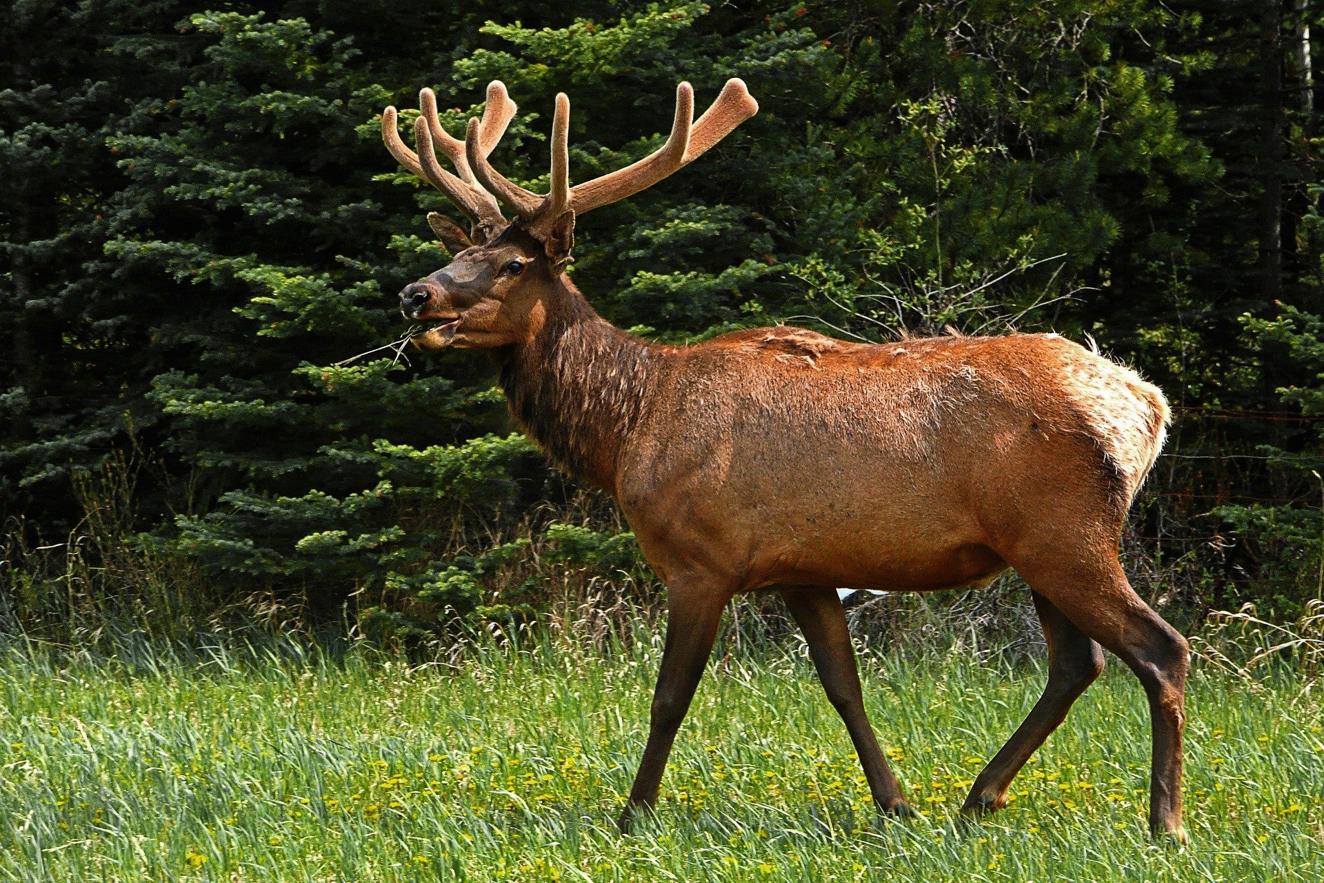 elk-50296_1920