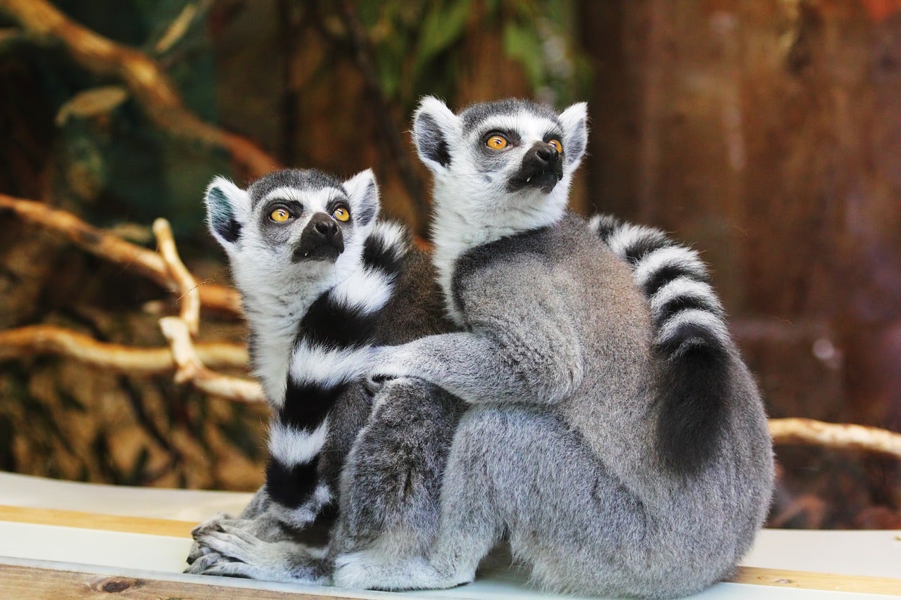 lemurs-1010643_1280