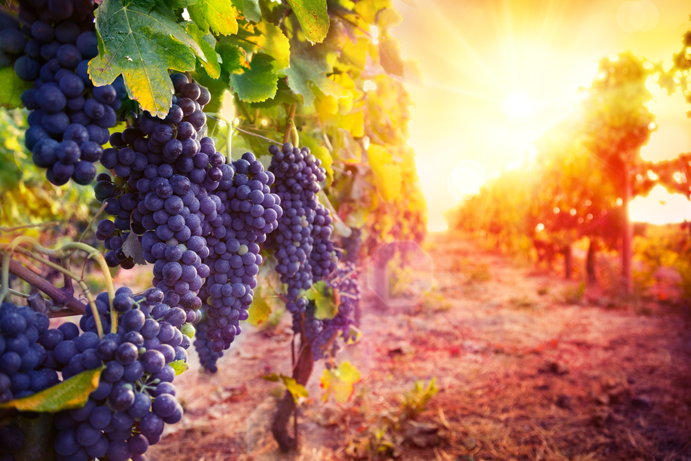Wineries near Temecula, CA