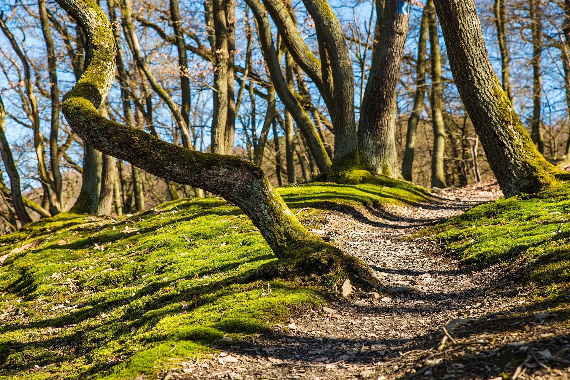 nature trail