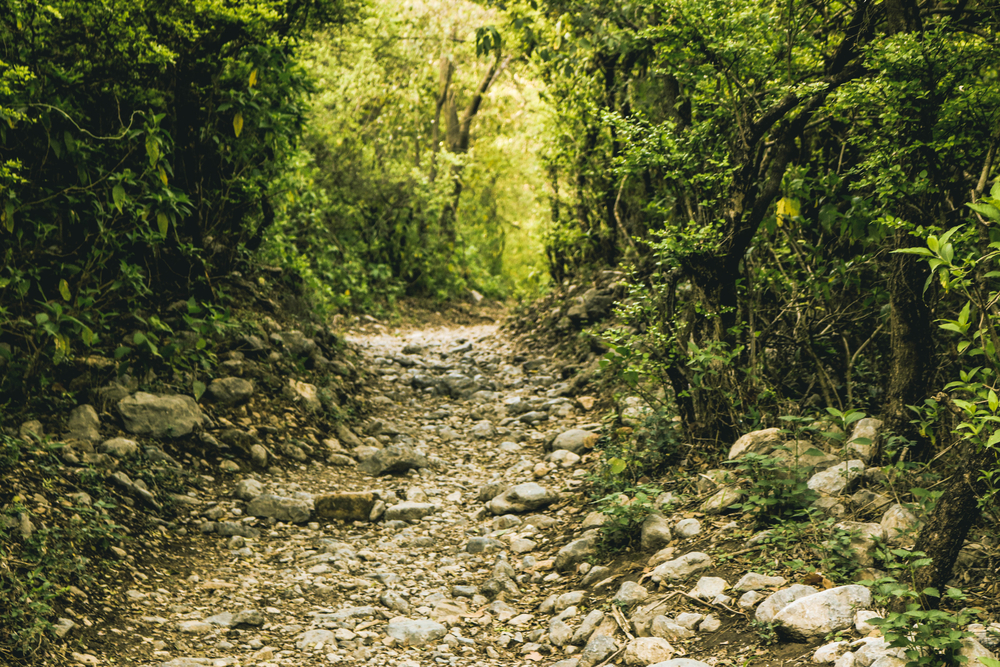 hiking rocky trail surrounded with trees