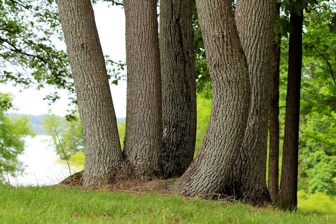 trees-220064_1280