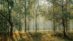 Forest with Sun Rays