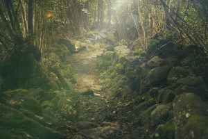Forest Hiking Trail