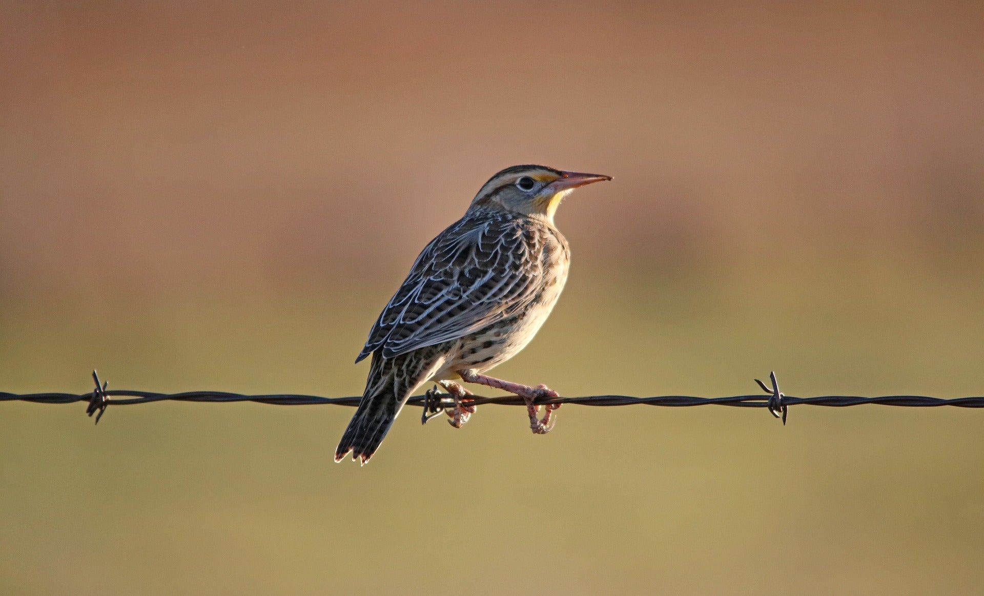 3 Great Birdwatching Spots in Driving Distance of Dickinson, ND