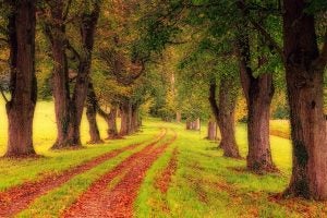 Tree Lined Path at Park