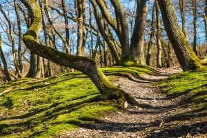 Forest and Walking Path