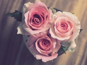 Pink Roses Frankston, TX
