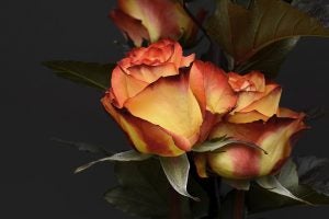 Red and Yellow Roses