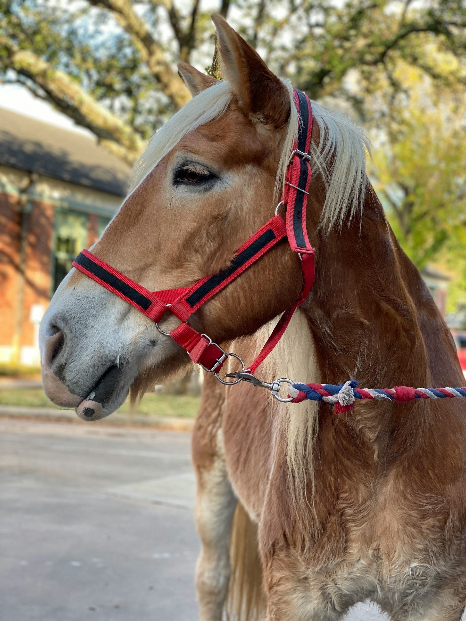 A horse in Houston, Texas