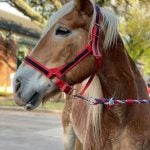 A horse in Houston, Texas